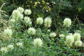 Klaver - Trifolium ochroleucon