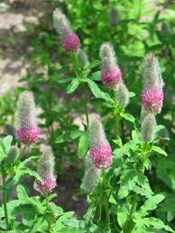 Klaver - Trifolium rubens