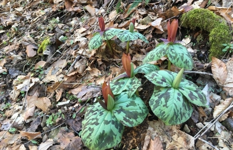 Boslelie - Trillium cuneatum