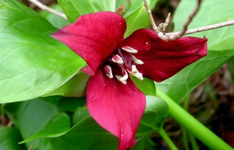 Boslelie - Trillium erectum