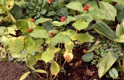 Vaste plant kamperfoelie - Triosteum erythrocarpum