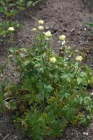 Globebloem - Trollius cult. 'Alabaster'