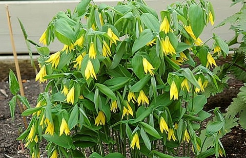 Huigkruid - Uvularia grandiflora