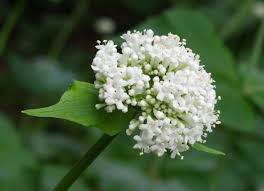 Valeriaan - Valeriana alliarifolia 'Sirene'
