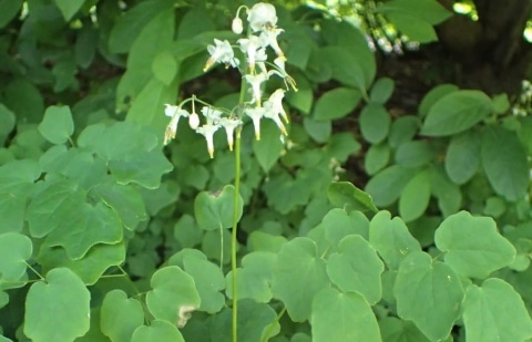 Vancouveria - Vancouveria hexandra