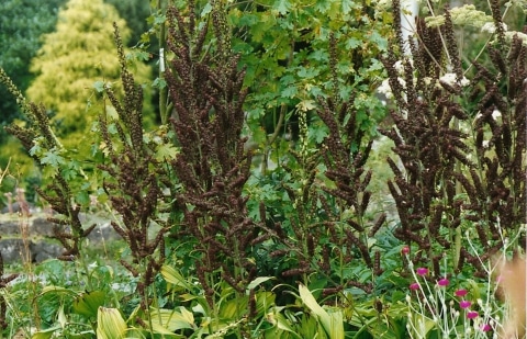 Nieswortel - Veratrum nigrum