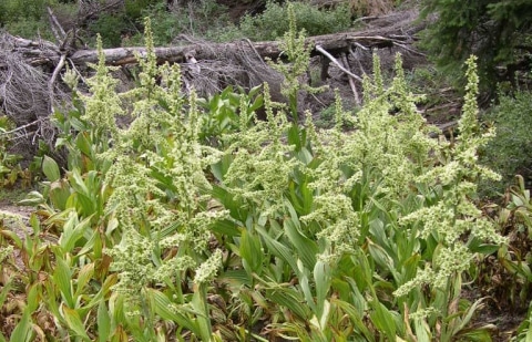 Nieswortel - Veratrum californicum