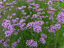 Ijzerhard - Verbena bonariensis