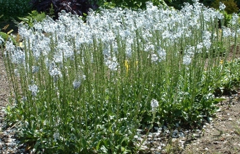 Ereprijs - Veronica gentianoides 'Barbara Sherwood'