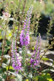 Ereprijs - Veronica longifolia 'Eveline'