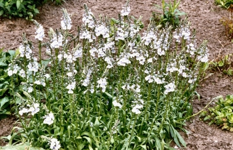 Ereprijs - Veronica gentianoides