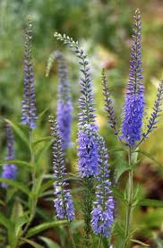 Ereprijs - Veronica longifolia 'Mariette'