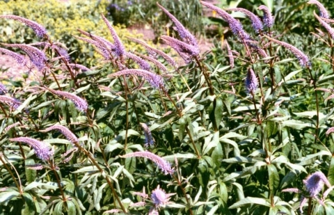Ereprijs - Veronicastrum virginicum 'Cupid'