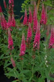Ereprijs - Veronica spicata 'Rotfuchs'