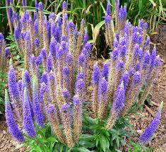 Ereprijs - Veronica spicata 'Ulster Blue Dwarf'