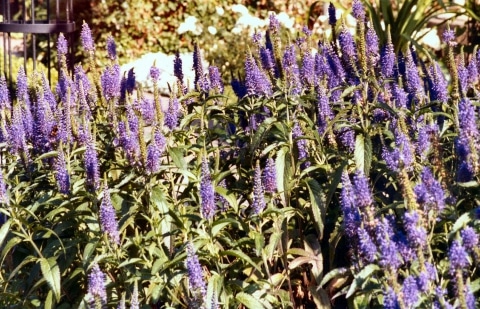 Ereprijs - Veronica longifolia 'Junifee'