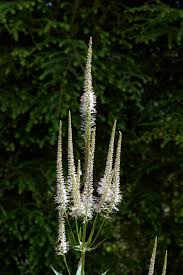 Ereprijs - Veronicastrum virginicum 'Diana'