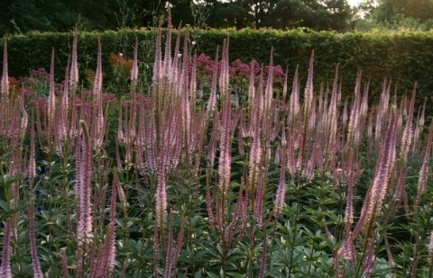 Ereprijs - Veronicastrum virginicum 'Erica'