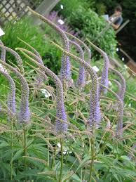 Ereprijs - Veronicastrum virginicum 'Fascination'