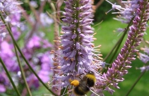 Ereprijs - Veronicastrum virginicum 'Pink Glow'