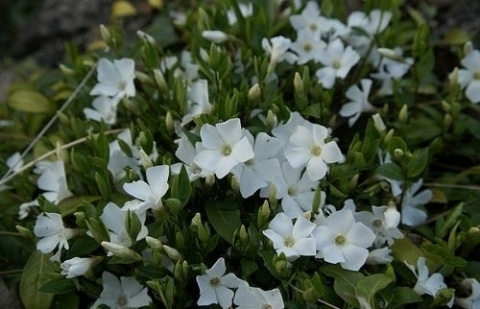 Maagdenpalm - Vinca 'Gertrude jekyll'