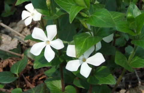 Maagdenpalm - Vinca minor 'Alba'