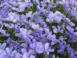 Viooltje - Viola 'Boughton Blue'