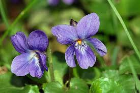 Viooltje - Viola odorata 'Konigin Charlotte'