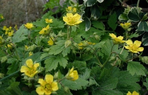 Gele aardbei - Waldsteinia geoides