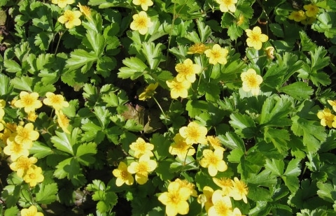 Gele aardbei - Waldsteinia ternata