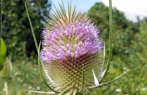 Grote kaardebol - Dipsacus fullonum