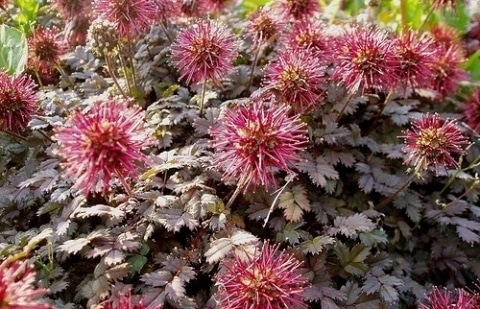 Stekelnootje - Acaena microphylla 'Kupferteppich'