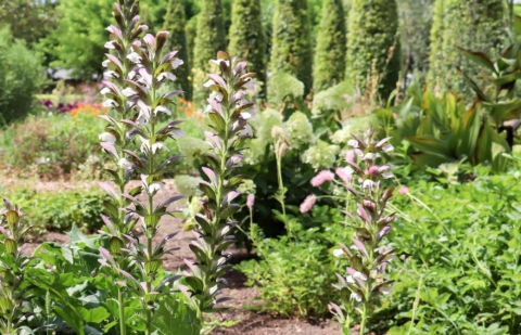 Berenklauw - Acanthus 'Hollande Du Nort'