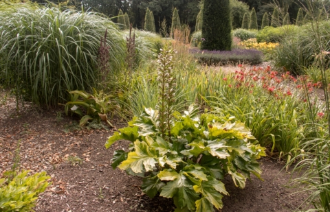 Berenklauw - Acanthus mollis 'Hollards Gold'