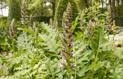 Berenklauw - Acanthus mollis 'Summerbeauty'