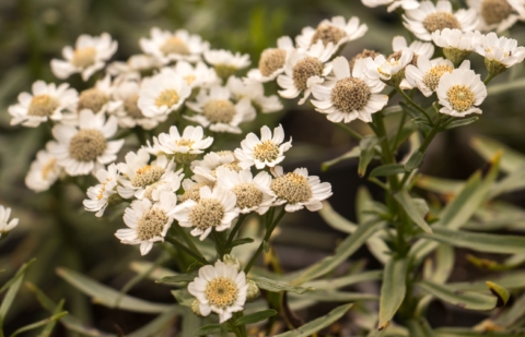 Duizendblad - Achillea ptarmica 'The Pearl'