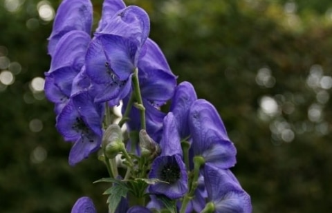Monnikskap - Aconitum carmichaelii 'Arendsii'