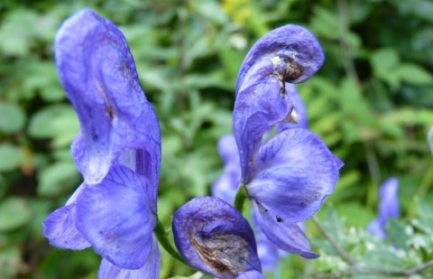 Monnikskap - Aconitum fisheri