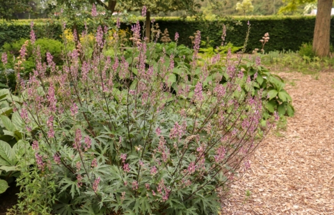 Monnikskap - Aconitum 'Purple Sparrow'