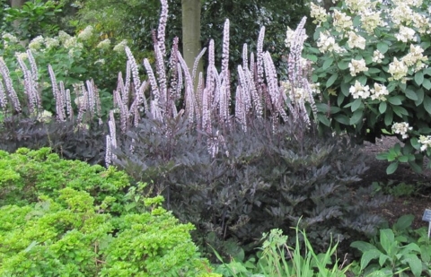 Zilverkaars - Actaea simplex 'Brunette'