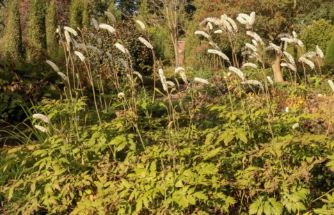 Zilverkaars - Actaea simplex 'Prichards Giant'