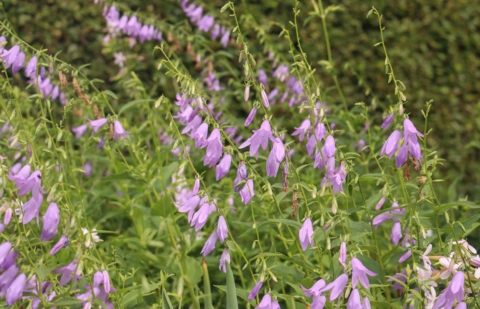 Bekerklokje - Adenophora confusa 'Hemelstraling'