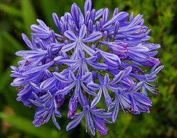 Kaapse lelie - Agapanthus 'Amsterdam'