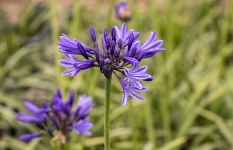 Kaapse lelie - Agapanthus Navy Blue
