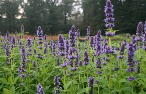 Dropplant - Agastache 'Blue Fortune'