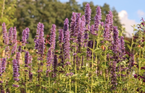 Dropplant - Agastache 'Crazy Fortune'