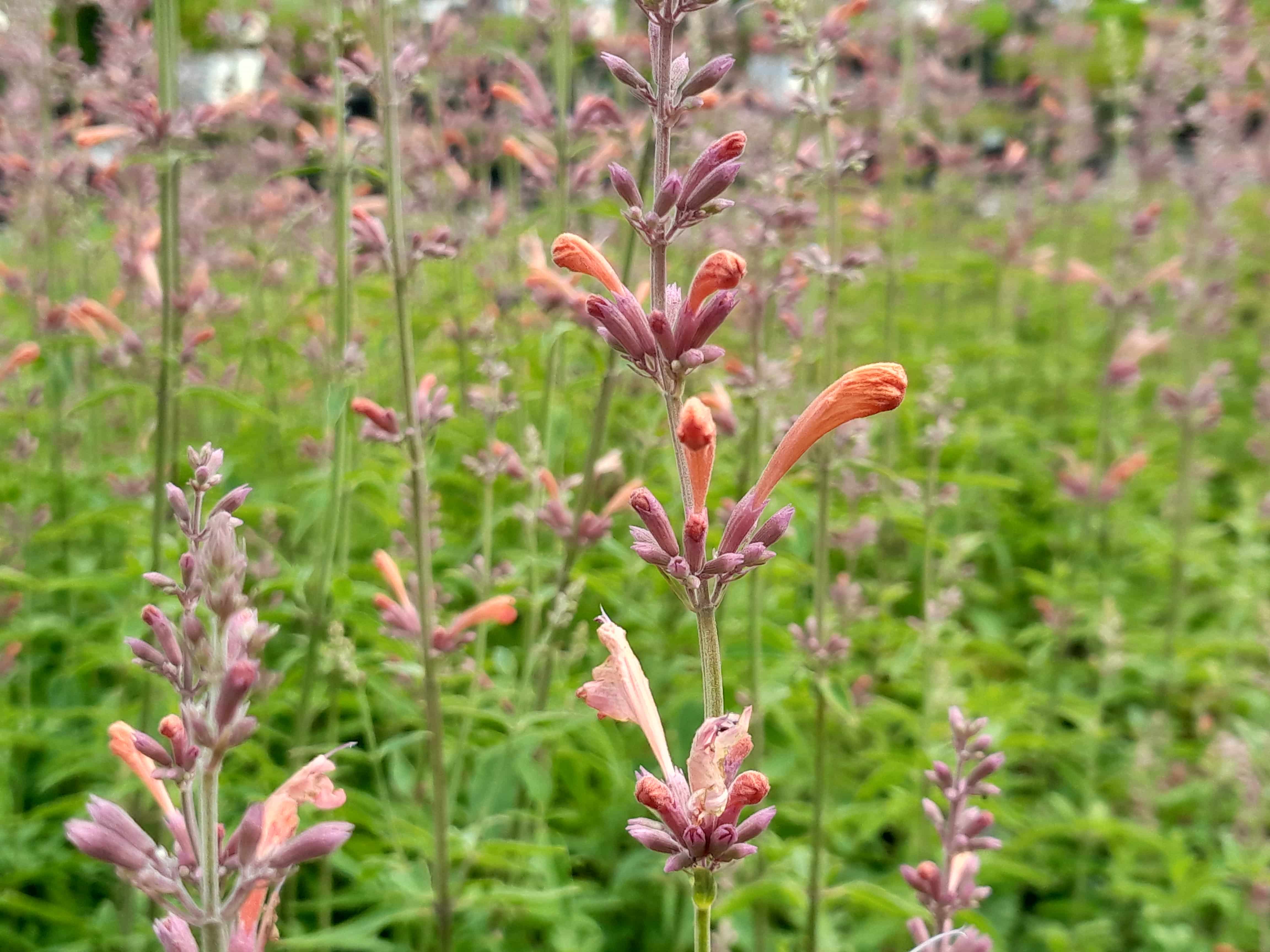 Dropplant - Agastache rug. 'Fleur'