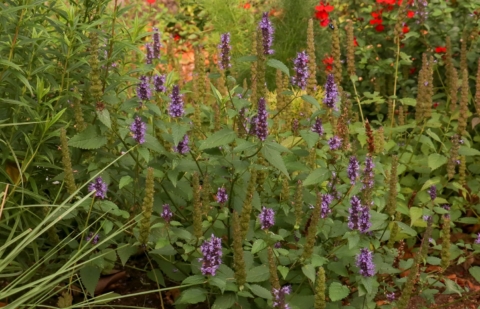 Dropplant - Agastache 'Little Black Adder' 