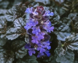 Zenegroen - Ajuga reptans 'Black Scallop' ('Binblasca')
