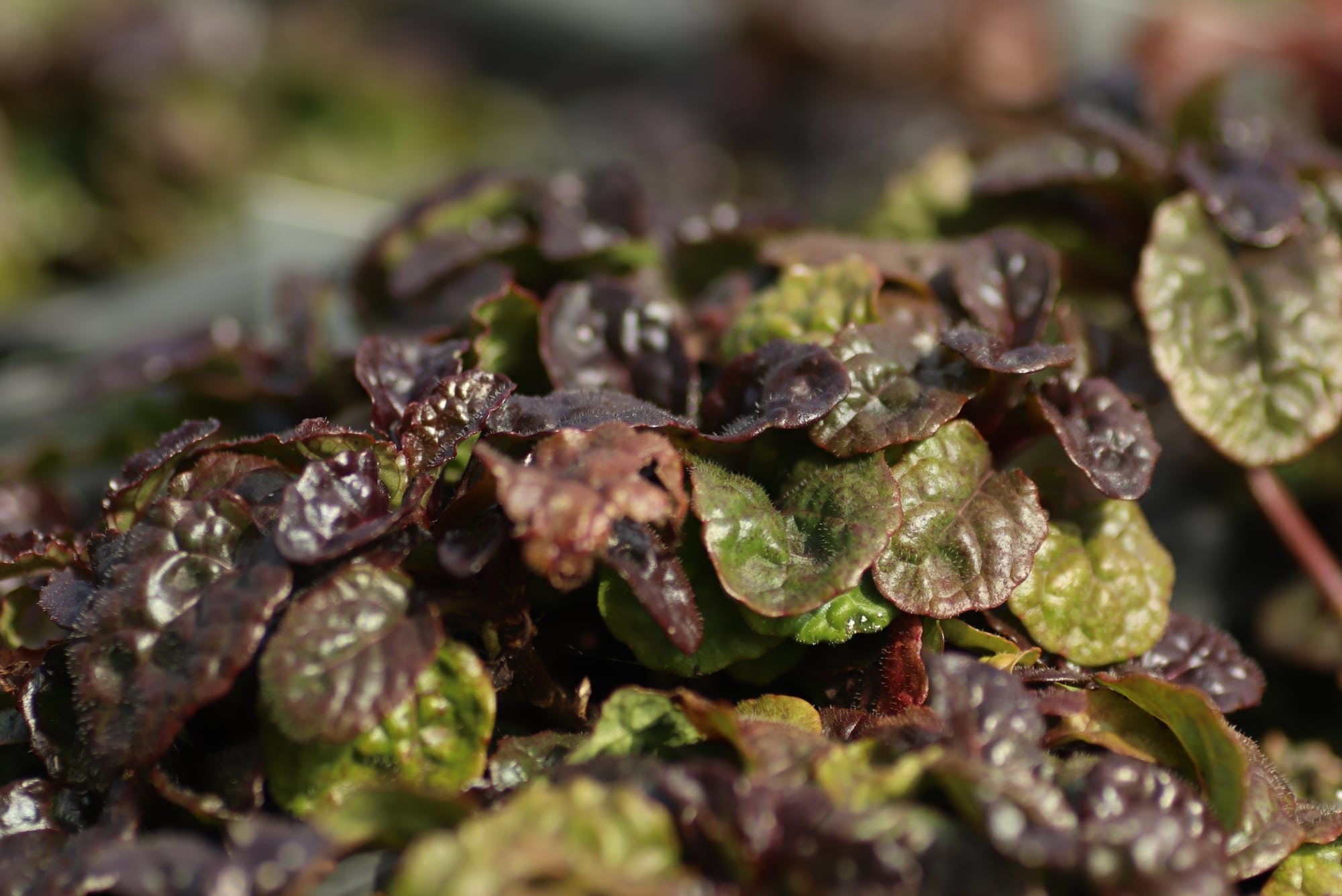 Zenegroen - Ajuga pyramidalis 'Metallica Crispa'